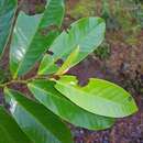 Image of Guatteria costaricensis R. E. Fr.