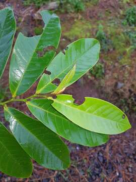 Image of Guatteria costaricensis R. E. Fr.