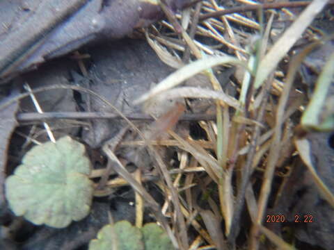 Image of Neglected Fairy Shrimp