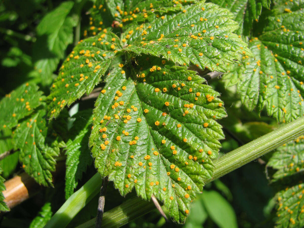 صورة Phragmidium rubi-idaei (DC.) P. Karst. 1878