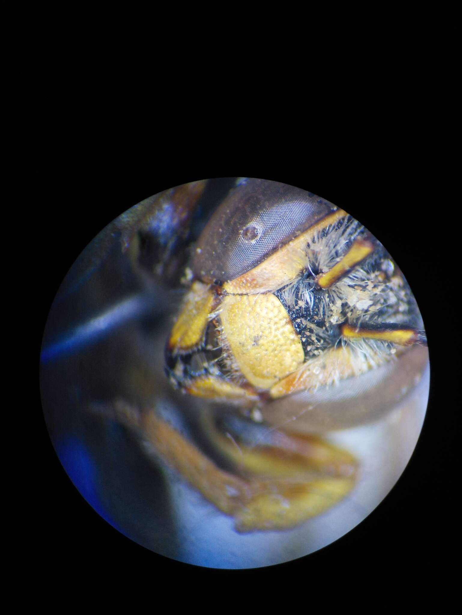 Image de Icteranthidium grohmanni (Spinola 1838)