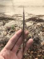 Image of Narrow Plume Grass