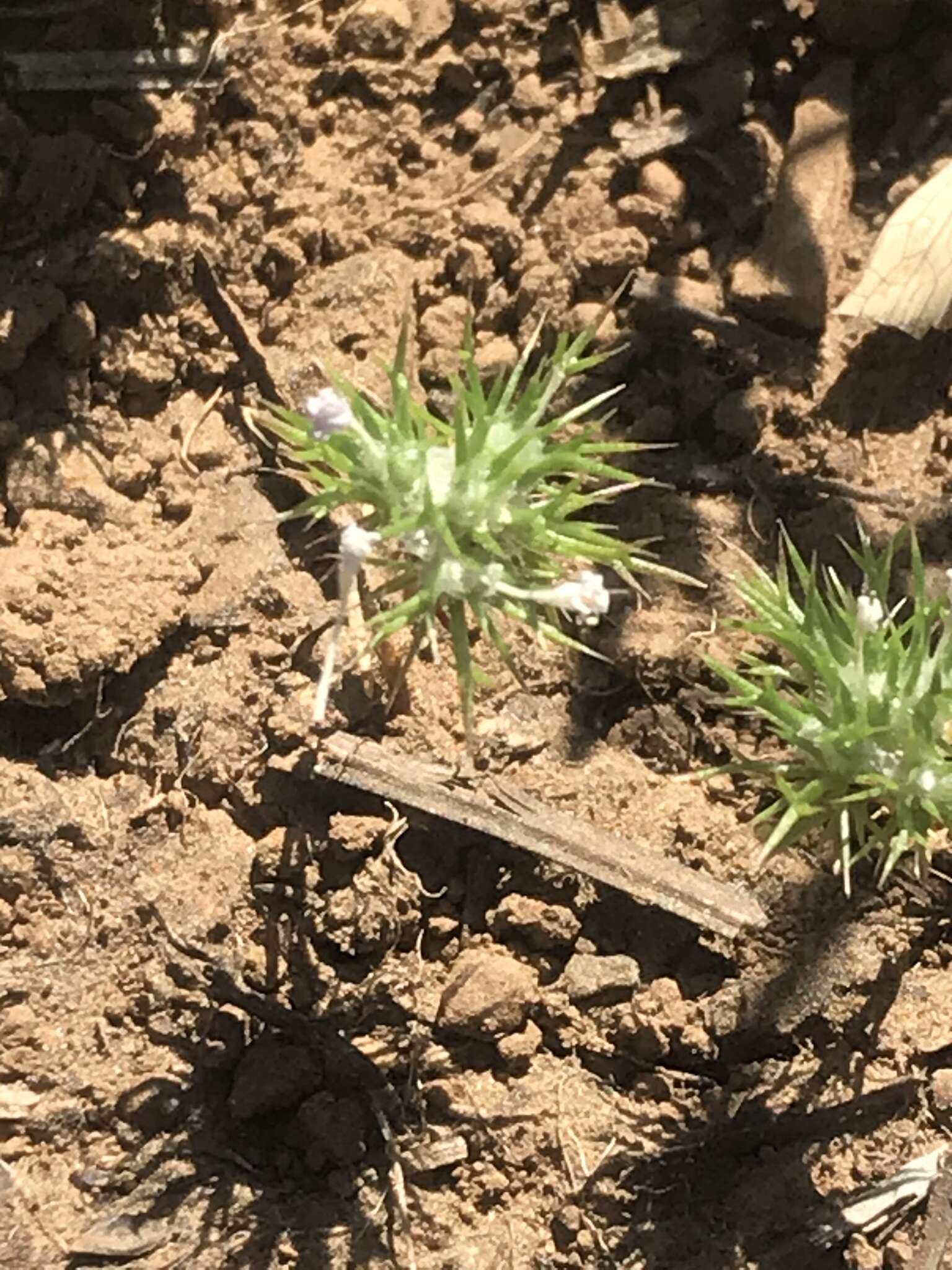 Image de Navarretia intertexta subsp. propinqua (Suksd.) A. G. Day