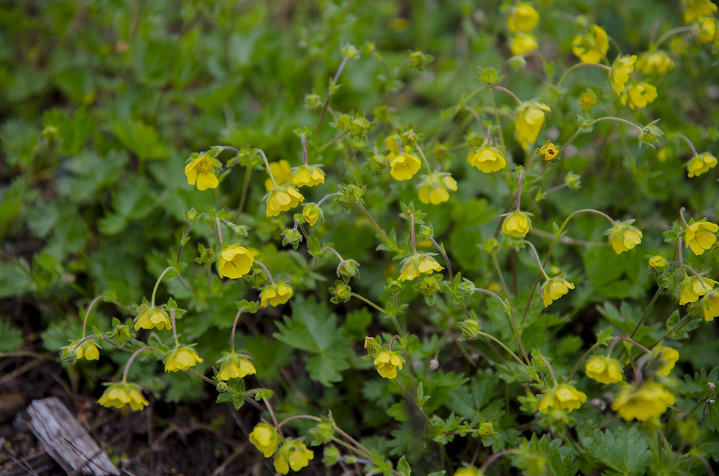 Image of Potentilla crantzii subsp. gelida (C. A. Mey.) J. Soják