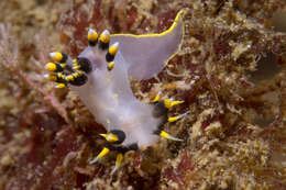 Image of Polycera tricolor Robilliard 1971