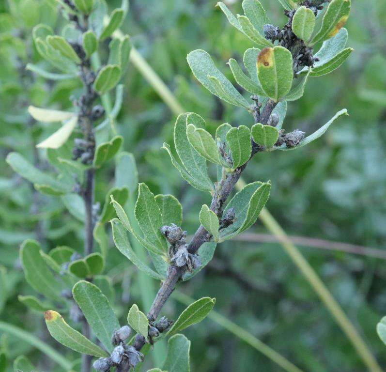 Image of Otholobium polystictum (Harv.) C. H. Stirt.