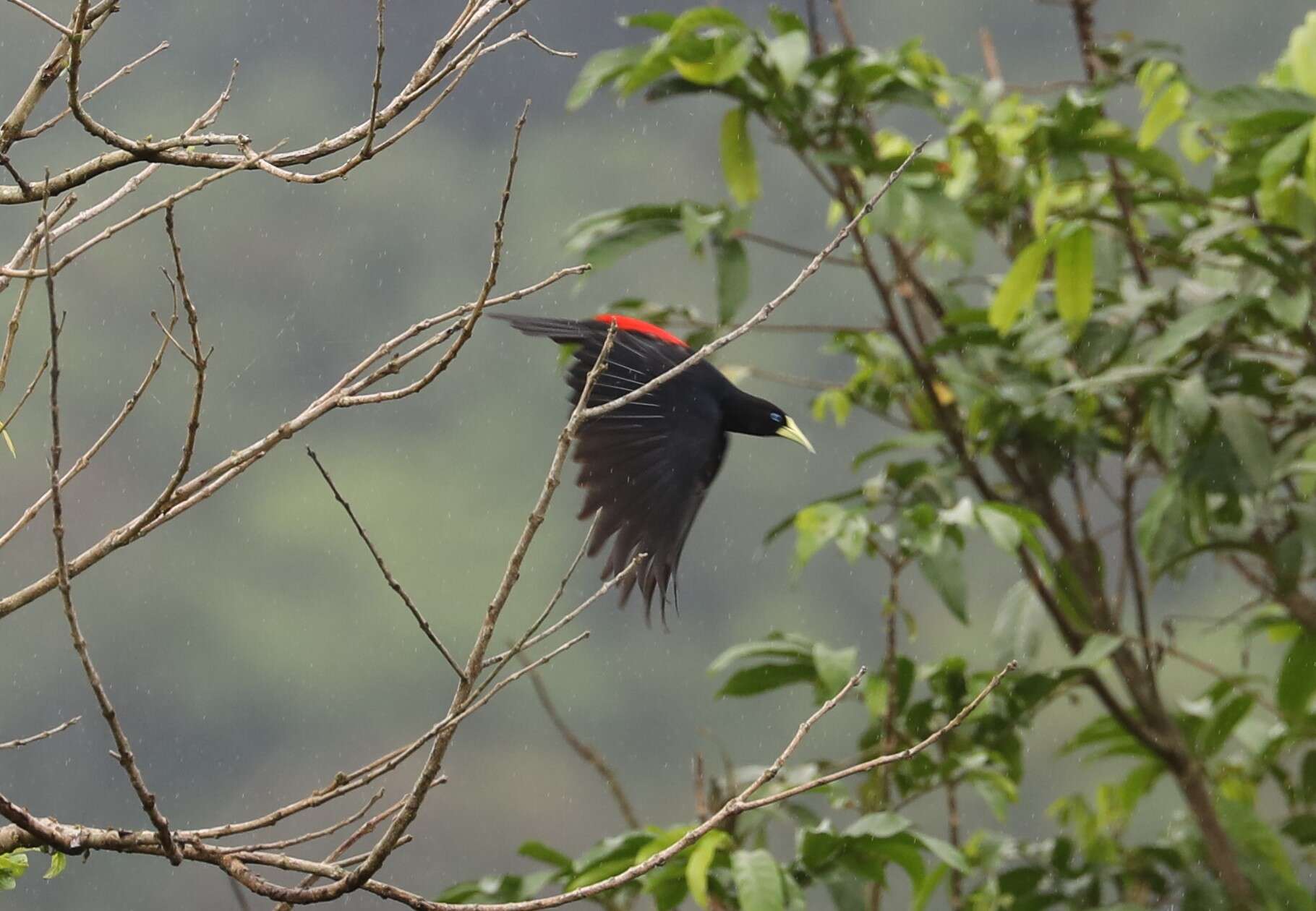 Image of Red-rumped Cacique