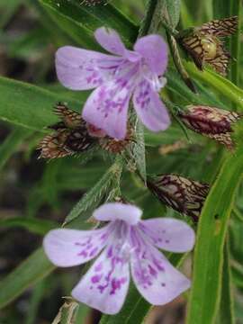 Plancia ëd Loeselia coerulea (Cav.) G. Don