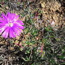 صورة Lampranthus affinis L. Bol.