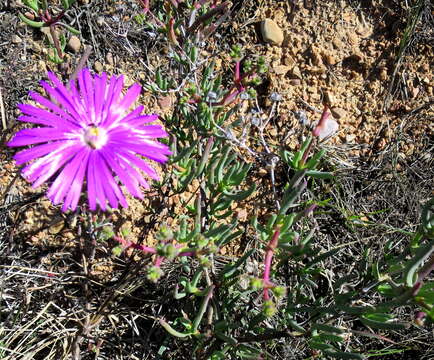 Image of Lampranthus affinis L. Bol.