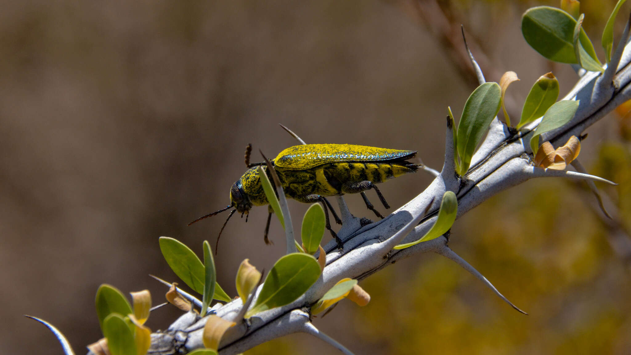 صورة Gyascutus caelatus (Le Conte 1858)