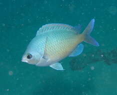 Image de Chromis ovalis (Steindachner 1900)