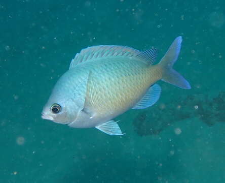 Chromis ovalis (Steindachner 1900) resmi