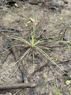 Image of Appalachian quillwort