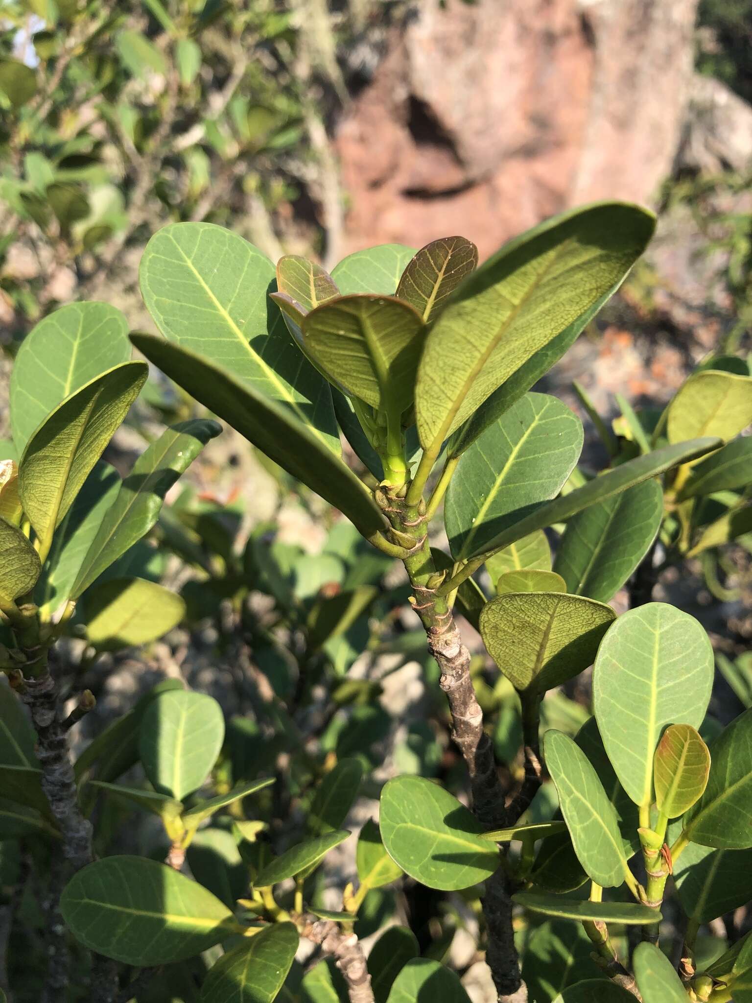 Imagem de Ficus natalensis subsp. graniticola J. E. Burrows