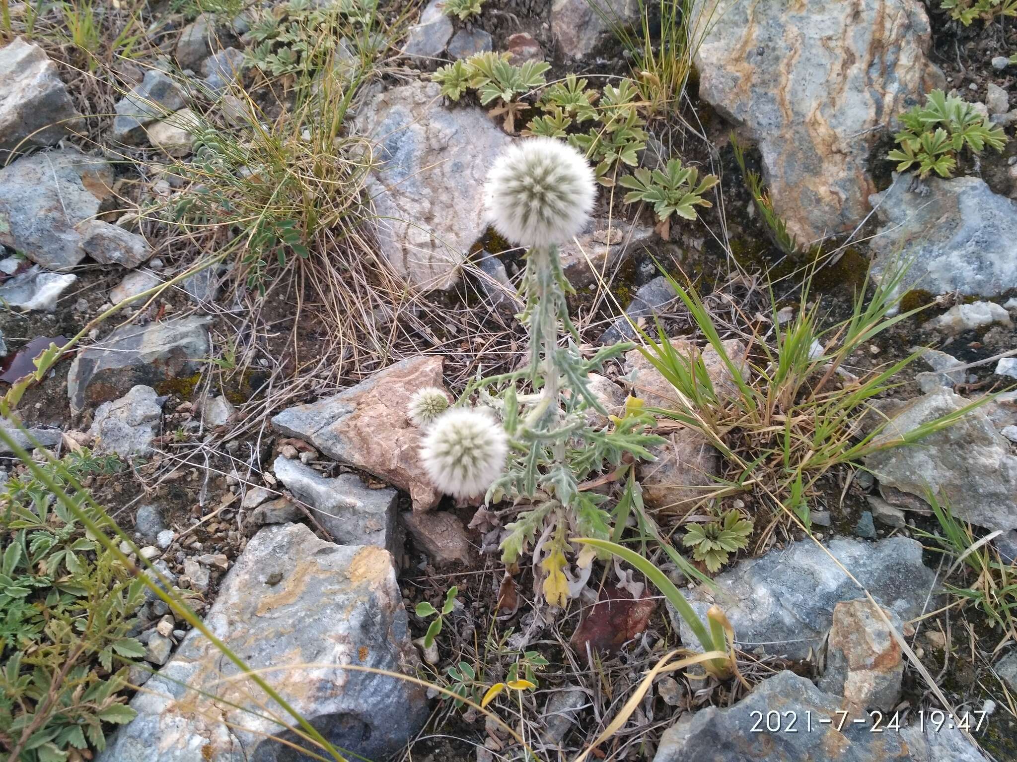 Image of Echinops humilis M. Bieb.