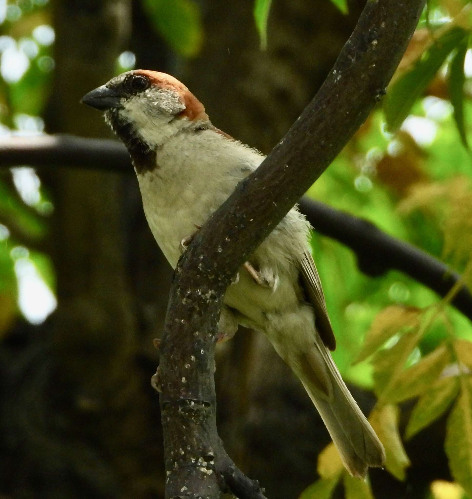 Image of Jungle Sparrow