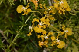 Image of spotted mule-ear orchid