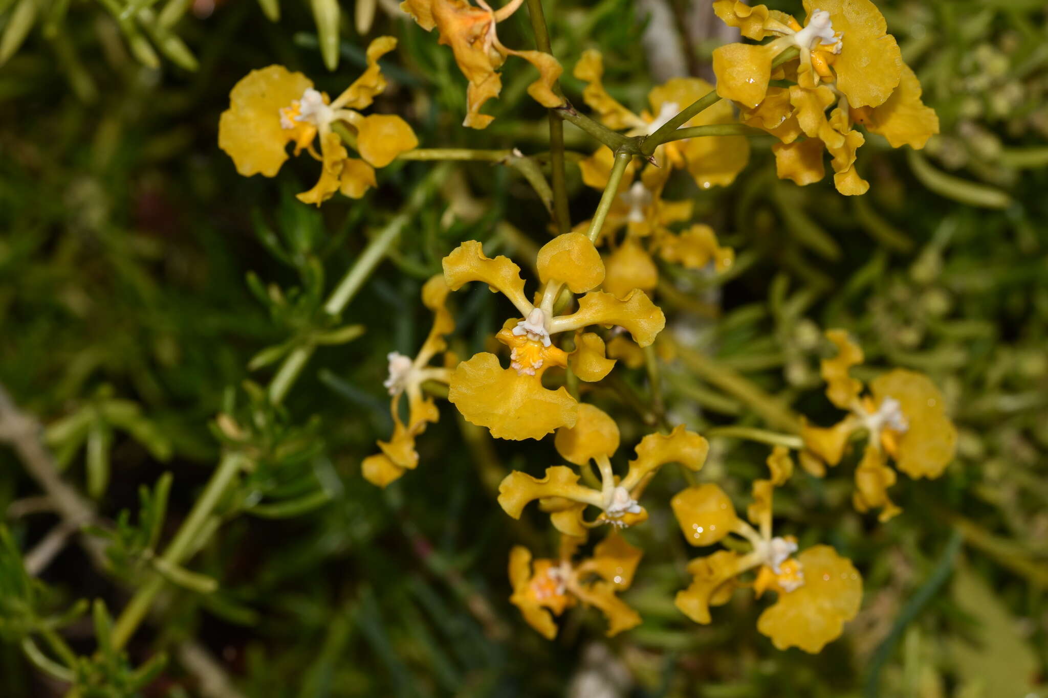 Image of spotted mule-ear orchid