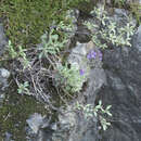 Image of Brewer's rockcress