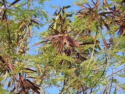 Plancia ëd Leucaena diversifolia (Schltdl.) Benth.