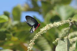 Image of Atrophaneura zaleucus (Hewitson 1865)