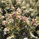 Image of Acrothamnus hookeri (Sond.) Quinn