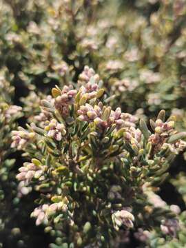 Image of Acrothamnus hookeri (Sond.) Quinn