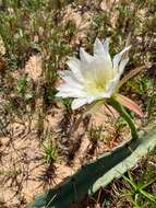 Image of Cereus fernambucensis Lem.