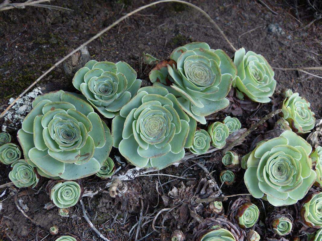 Image of Aeonium aureum (C. Sm. ex Hornem.) T. H. M. Mes