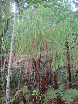 Image of Dacrydium