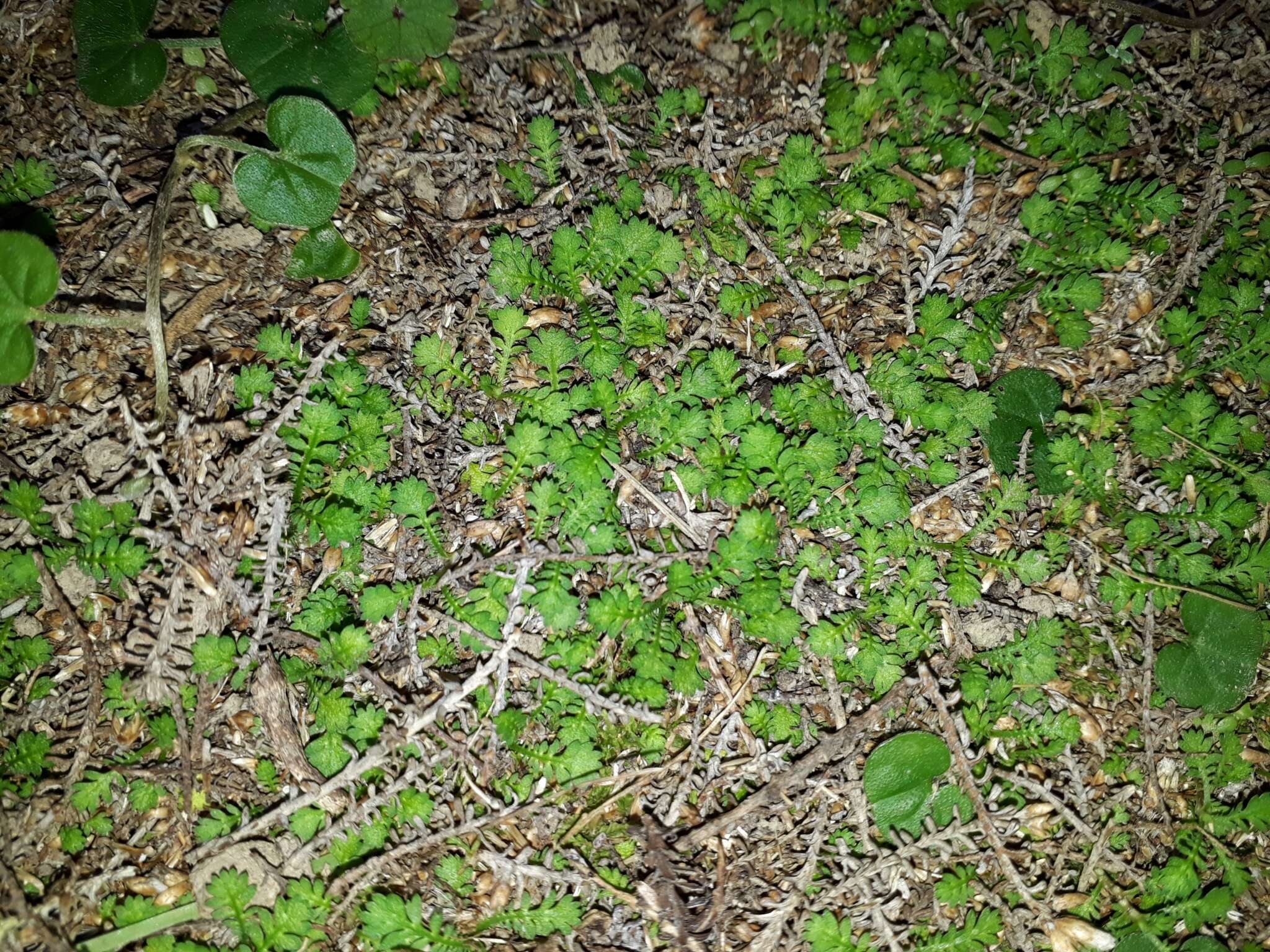 Image of Leptinella nana (D. Lloyd) D. G. Lloyd & C. J. Webb