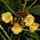 Imagem de Solenophora calycosa Donn. Sm.