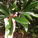 Image of Lithocarpus dodonaeifolius (Hayata) Hayata