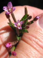 Image of fringed willowherb