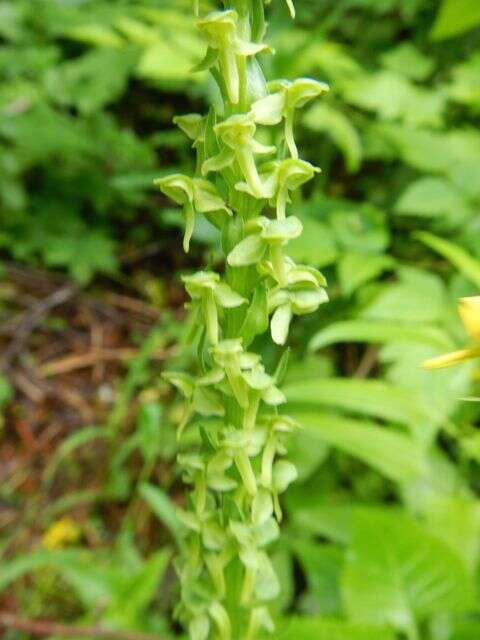 Imagem de Platanthera stricta Lindl.