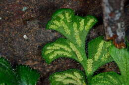 Image of Asplenium subglandulosum (Hook. & Grev.) Salvo, Prada & T. E. Diaz