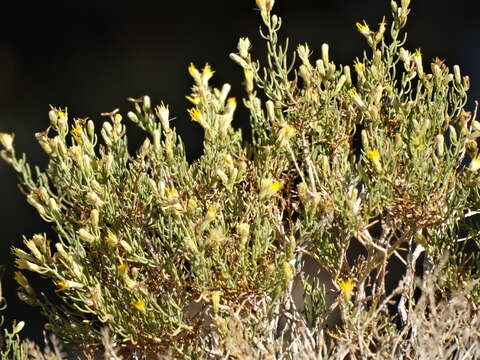 Image of chaparral goldenbush