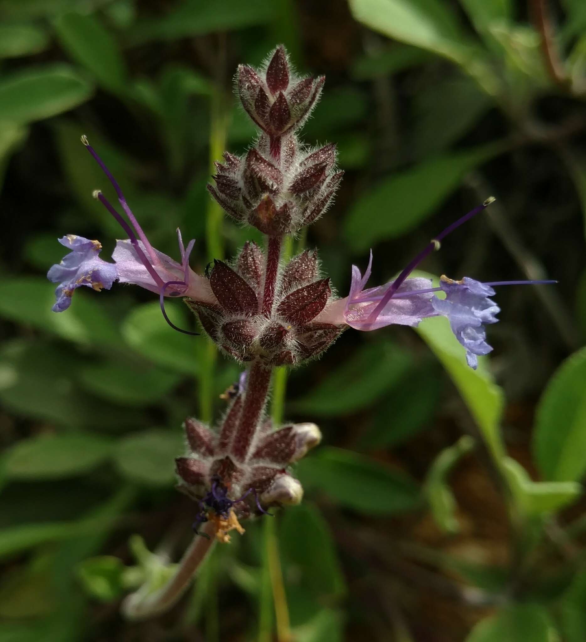 Imagem de Salvia sonomensis Greene