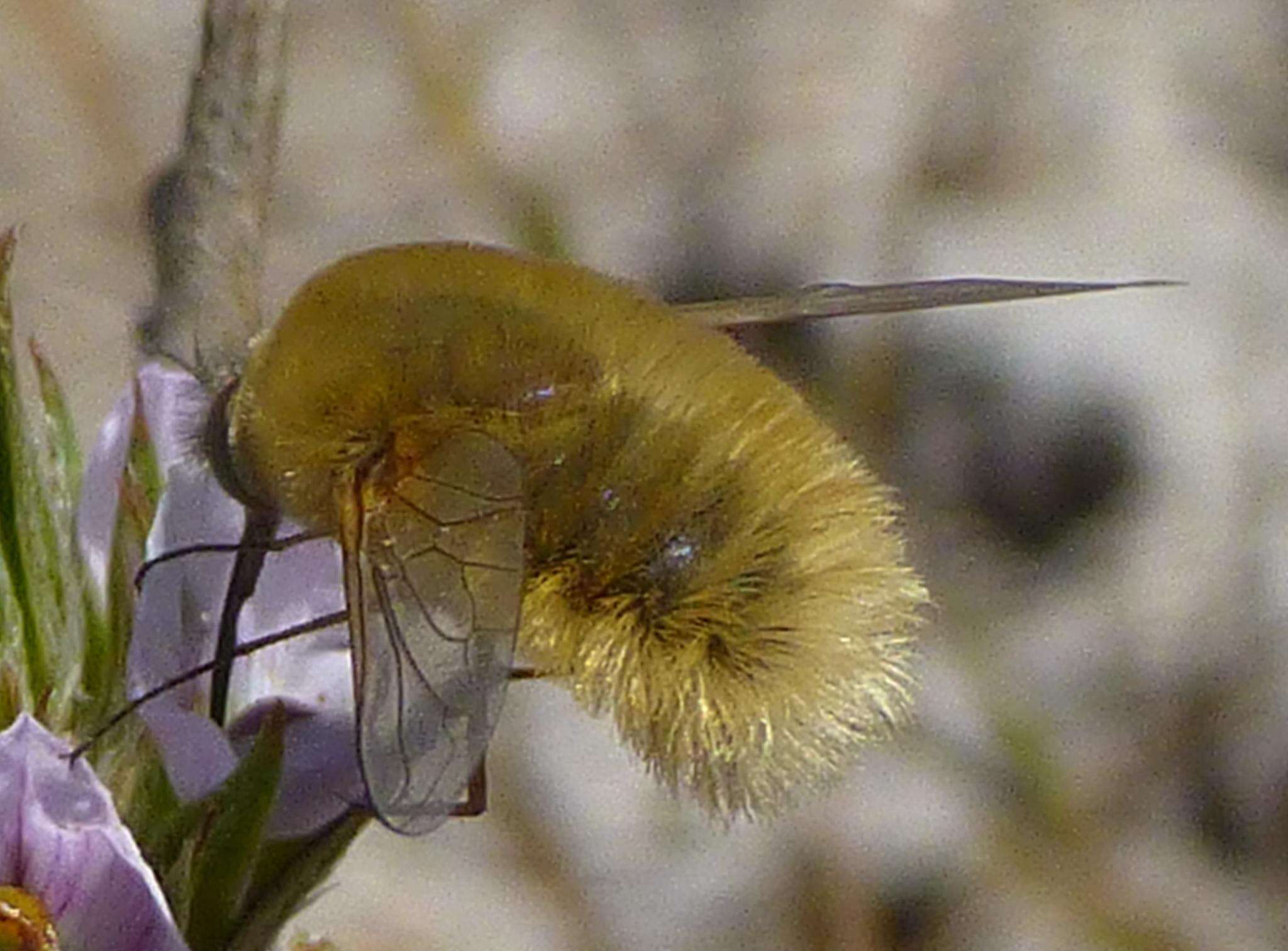 Imagem de Australoechus hirtus (Loew 1860)