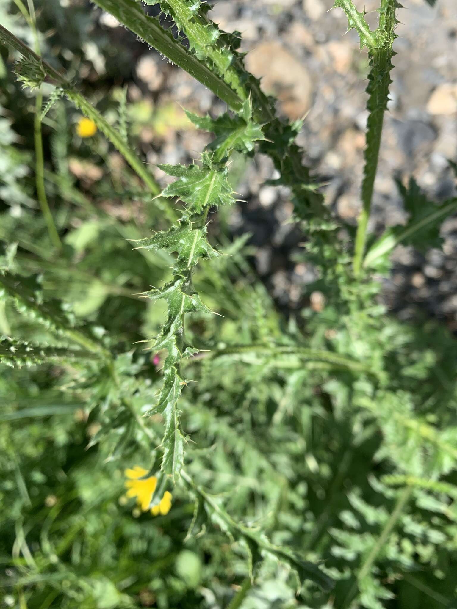 Image of Carduus adpressus C. A. Meyer