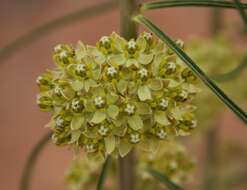 Image de Asclepias rusbyi (Vail) R. E. Woodson