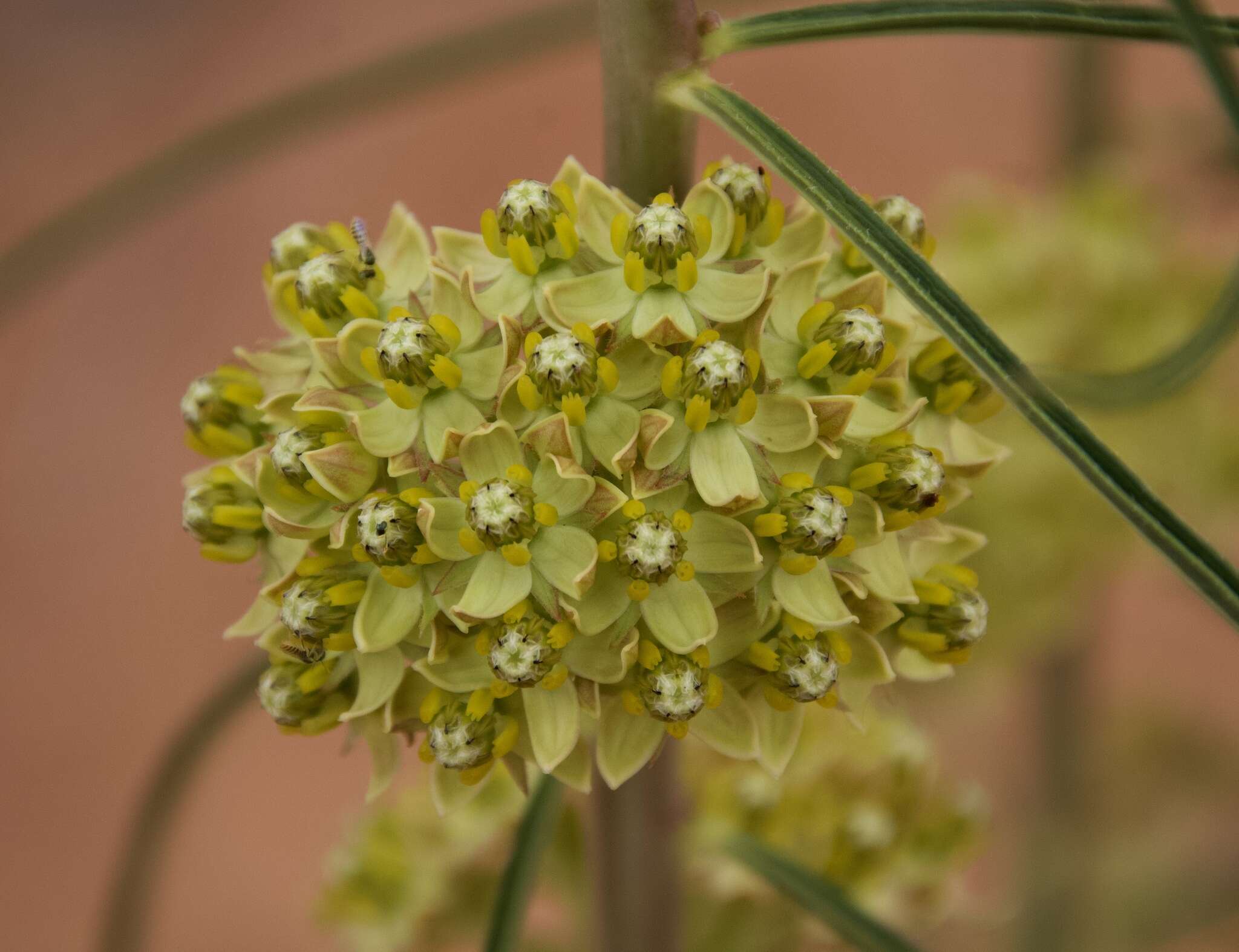 Image de Asclepias rusbyi (Vail) R. E. Woodson