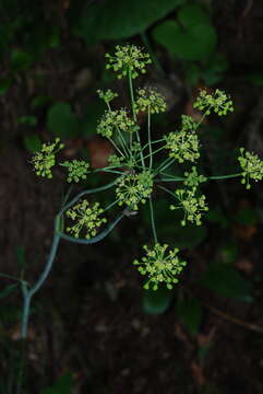 Слика од Laserpitium krapfii subsp. gaudinii (Moretti) Thell.