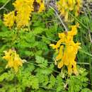 Image de Corydalis speciosa Maxim.