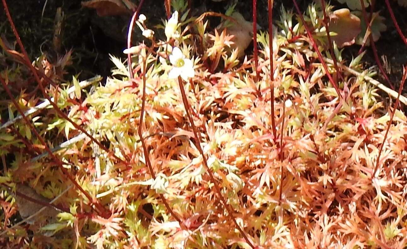 Image of Saxifraga fragosoi Sennen