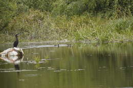 Image of Yellow-billed Teal