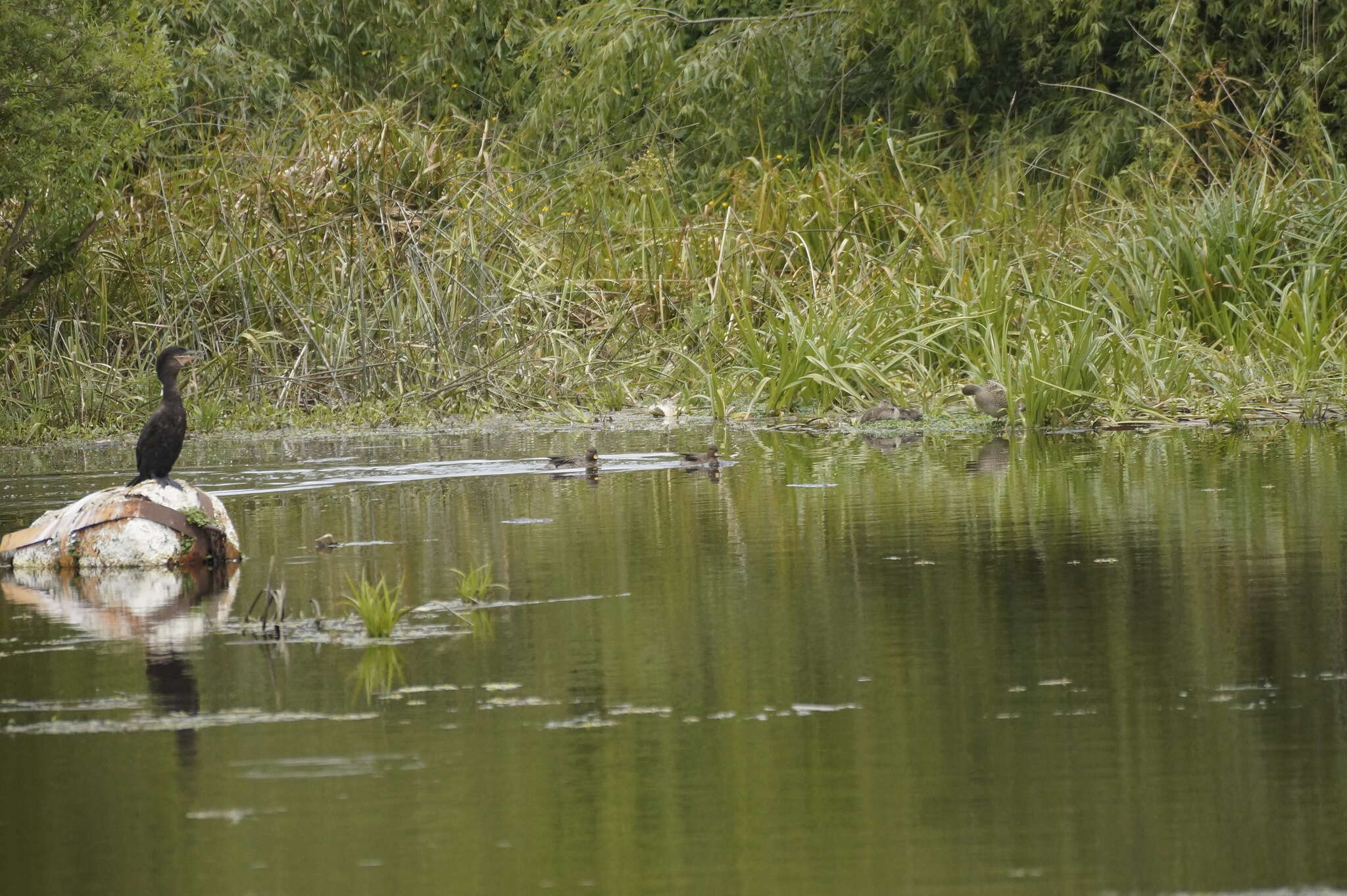 Image of Yellow-billed Teal