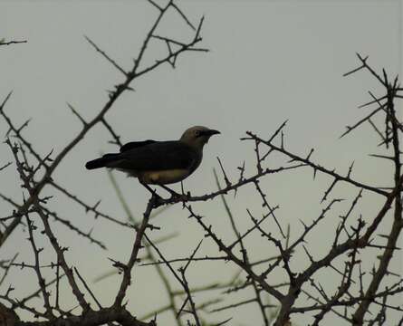 Image of Fischer's Starling