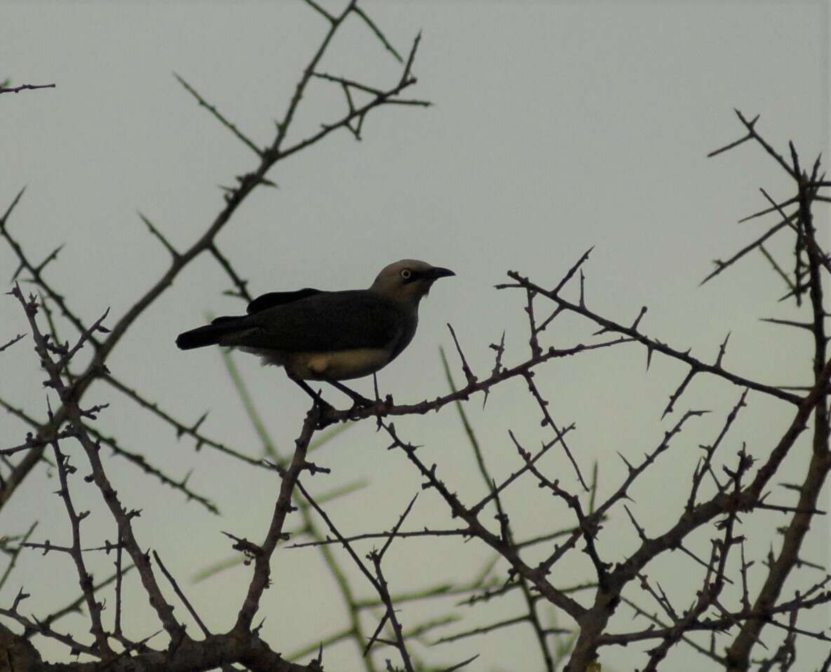 Image of Fischer's Starling